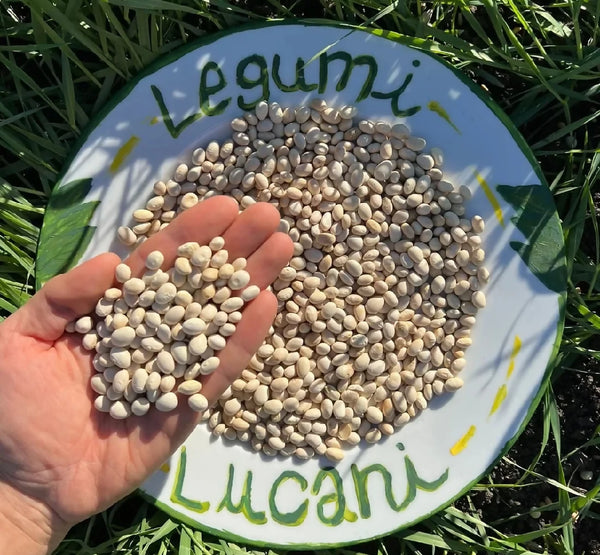 Lucanian Legumes Tondini Beans