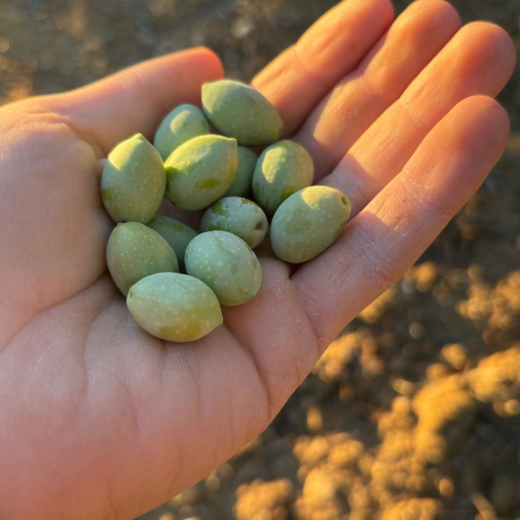Olio Extravergine d'Oliva Biologico Calabria 5 Litri - Terramia