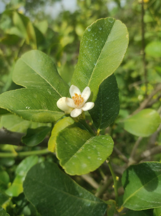 Succo all' Arancia 425ml